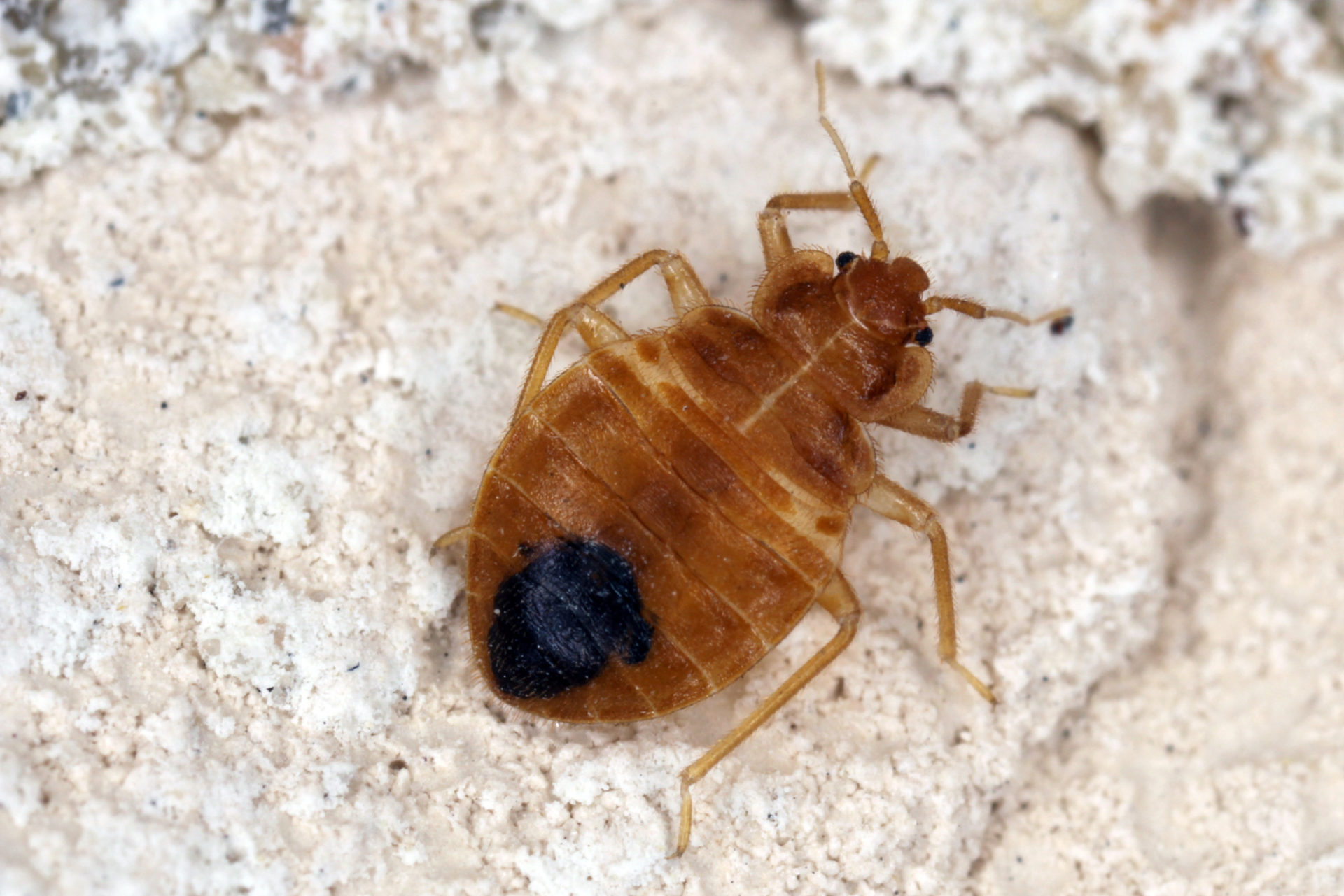 How To Get Rid Of Bed Bugs In Your Home